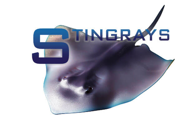 Stingrays